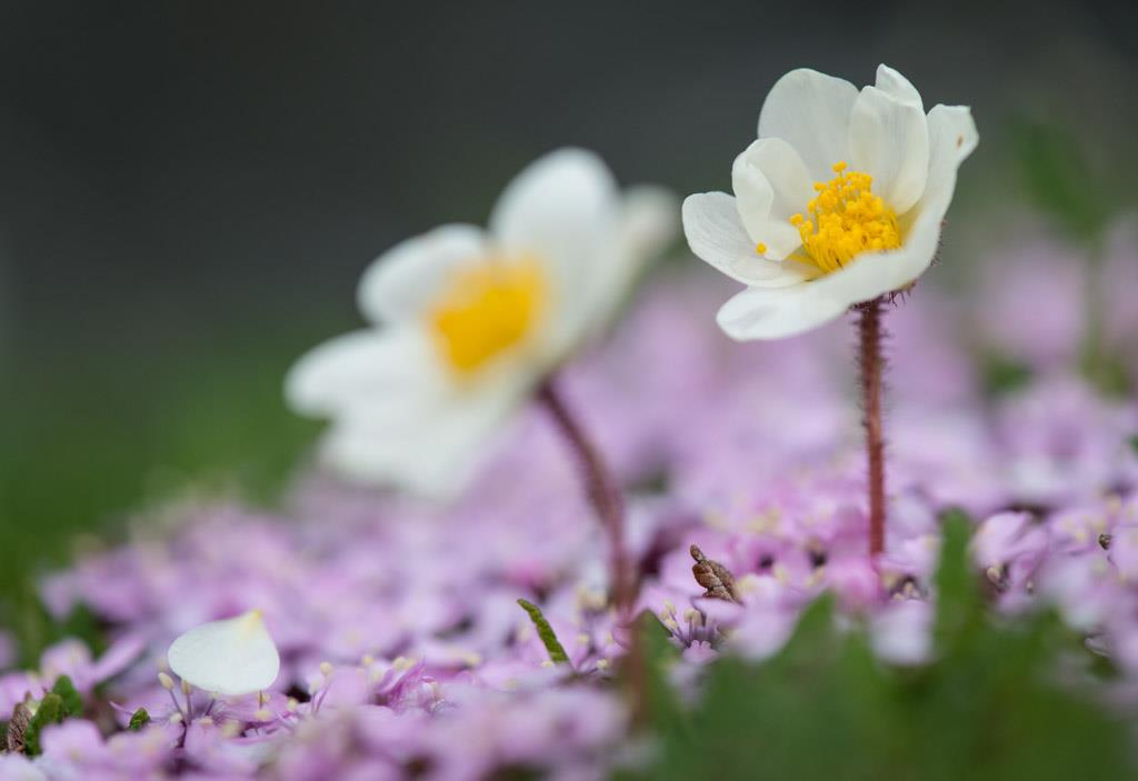 Reinrose og fjellsmelle.