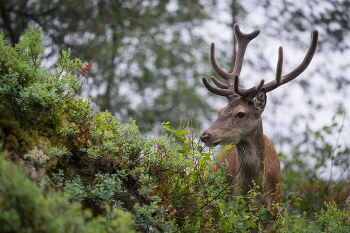 Uttaket av hjort har auka mykje dei siste tiåra.